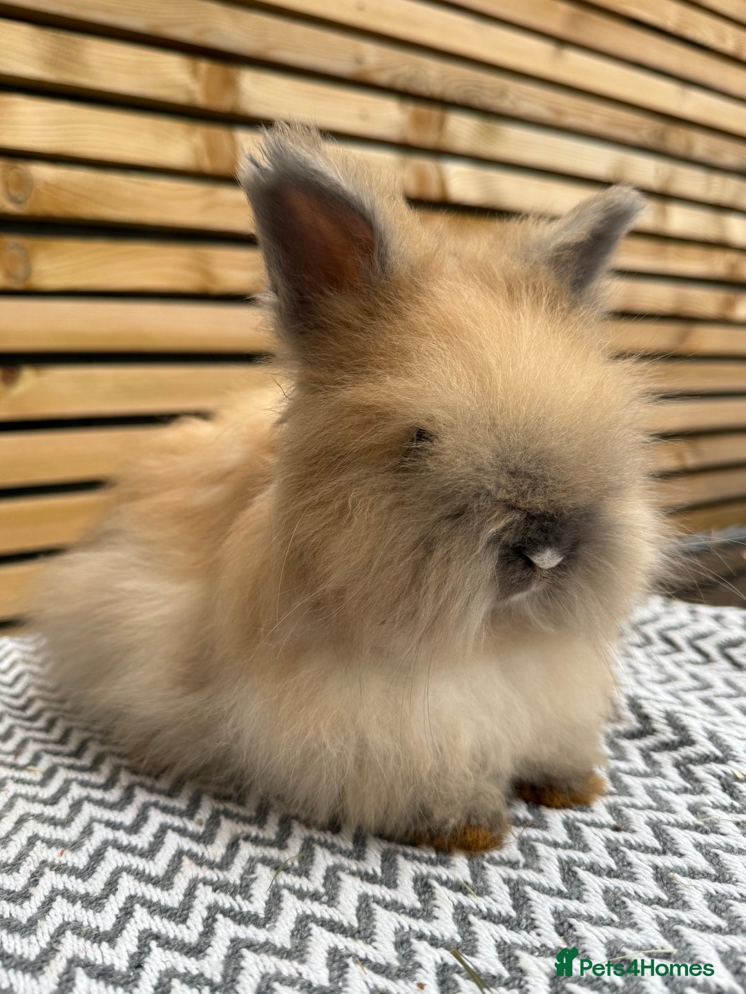 Angora rabbits for sale: Full Face English Angora’s  - Image 5