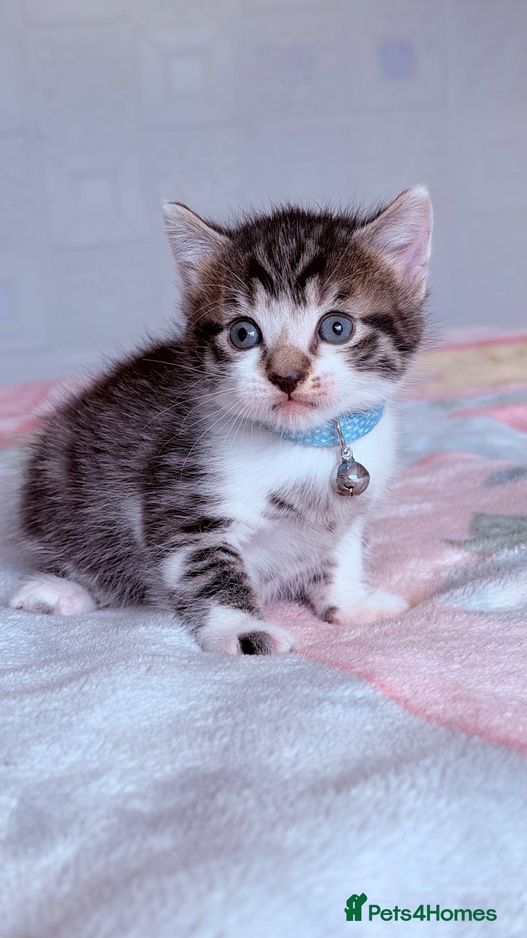Mixed Breed cats 🩶Ragamuffin crossed Bengal kittens🩶 - Advert 3