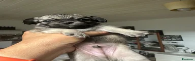 Chihuahua 4