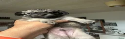 Chihuahua dogs for sale: Beautiful long-haired chihuahuas  - Advert 36