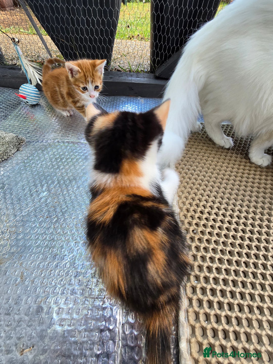 Mixed Breed cats for sale: Premium mixed breed kittens - Image 25