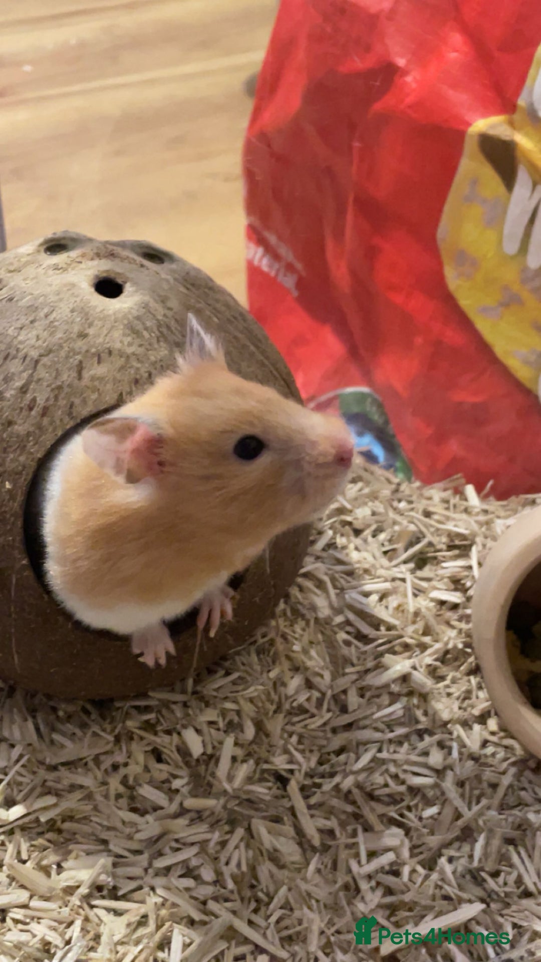 Hamster rodents for sale: Female Syrian hamster - Advert 2