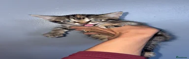 Maine Coon 2