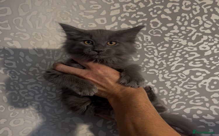 Maine Coon cats - Advert 1