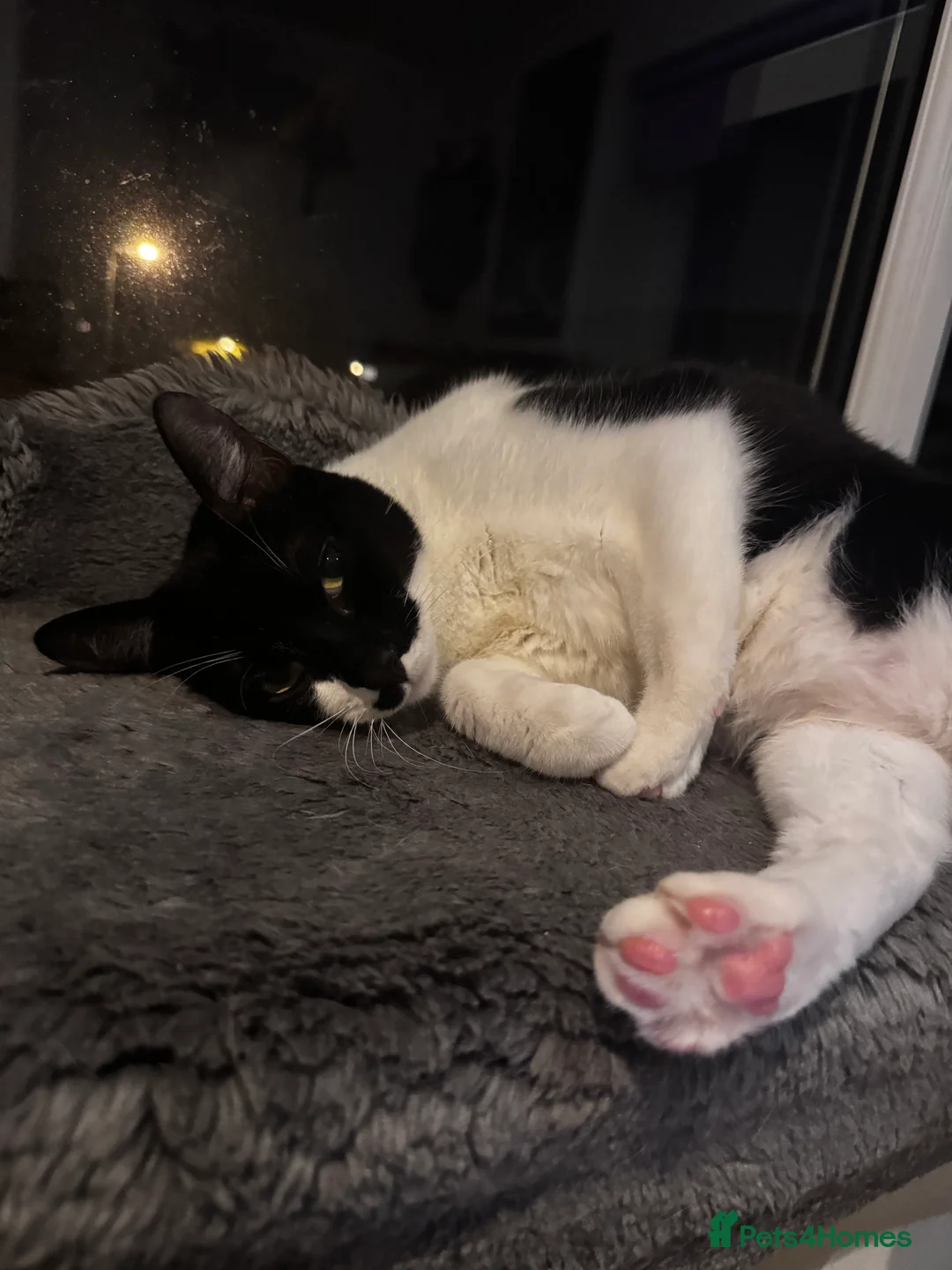 Mixed Breed cats for sale: Amazing Cats - Advert 10