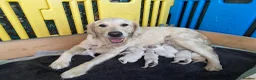 Golden Retriever dogs for sale: KC registered golden Retriever’s  in Hull - Advert 3