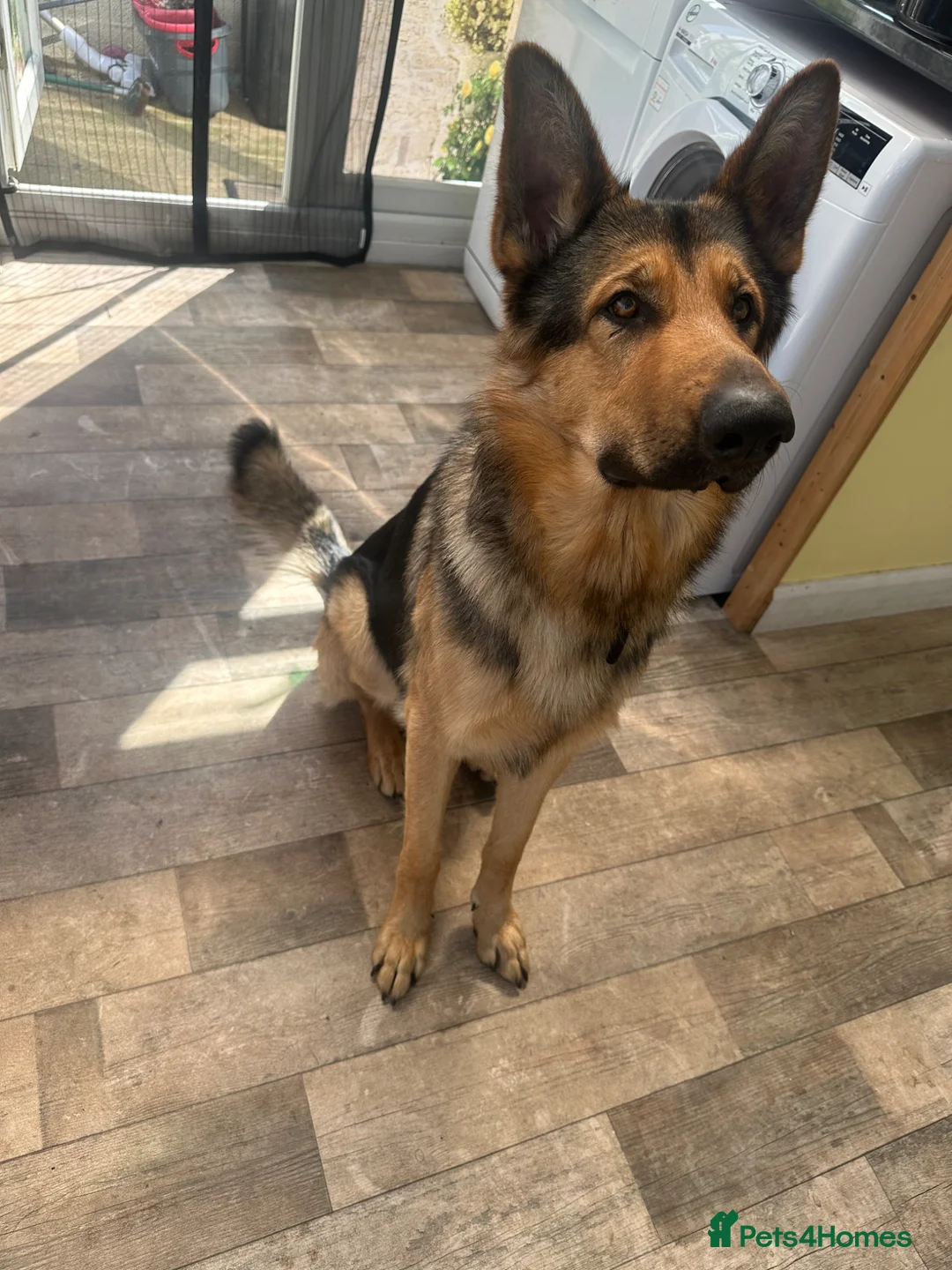 German Shepherd dogs for sale: Theo 18 month old  - Advert 4