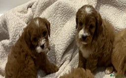 Cavapoo dogs for sale: CAVAPOO PUPPIES  - Advert 5