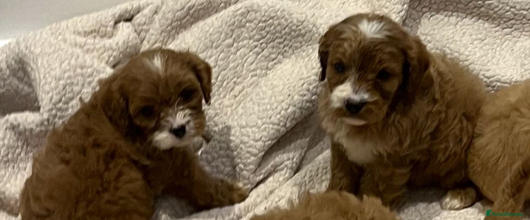 Cavapoo dogs for sale: CAVAPOO PUPPIES  - Advert 5