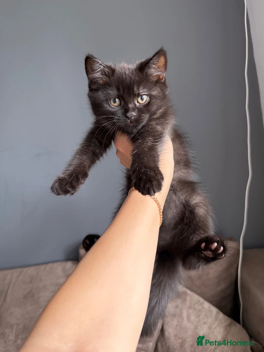 Mixed Breed cats for sale: Mixed British shorthair - Advert 2