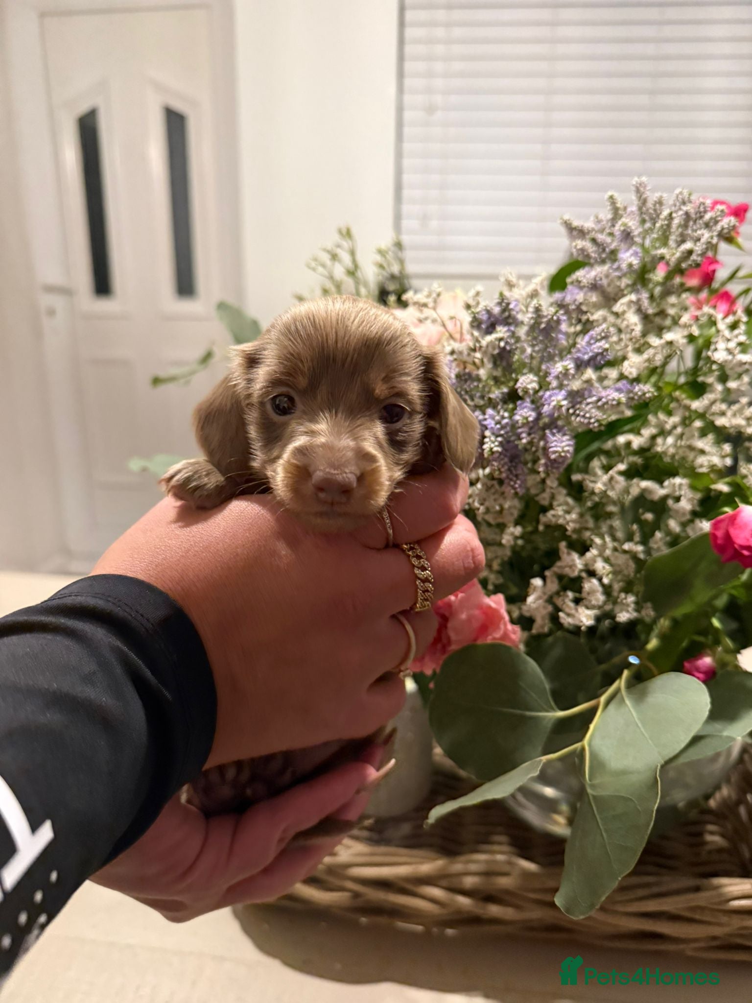 Miniature Dachshund dogs Five beautiful pups for sale. - Advert 2