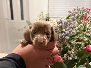 Miniature Dachshund dogs Five beautiful pups for sale. - Advert 1