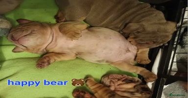 English Bulldog dogs - Advert 1