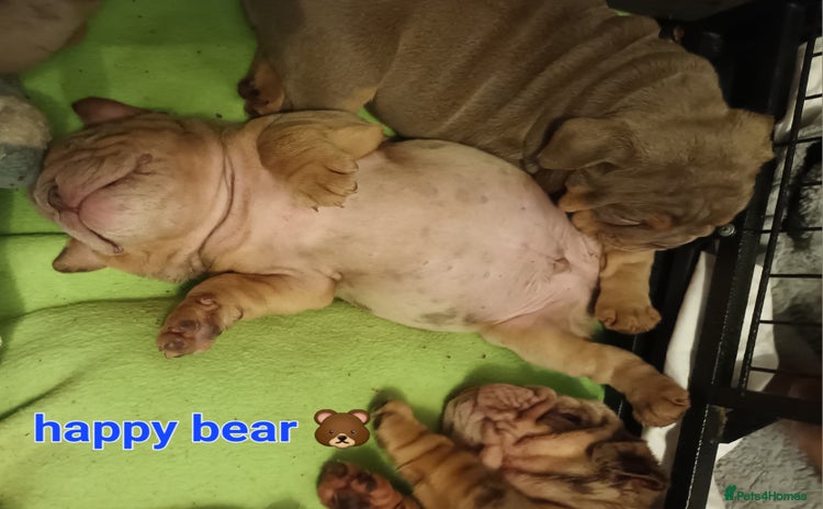 English Bulldog dogs - Advert 3