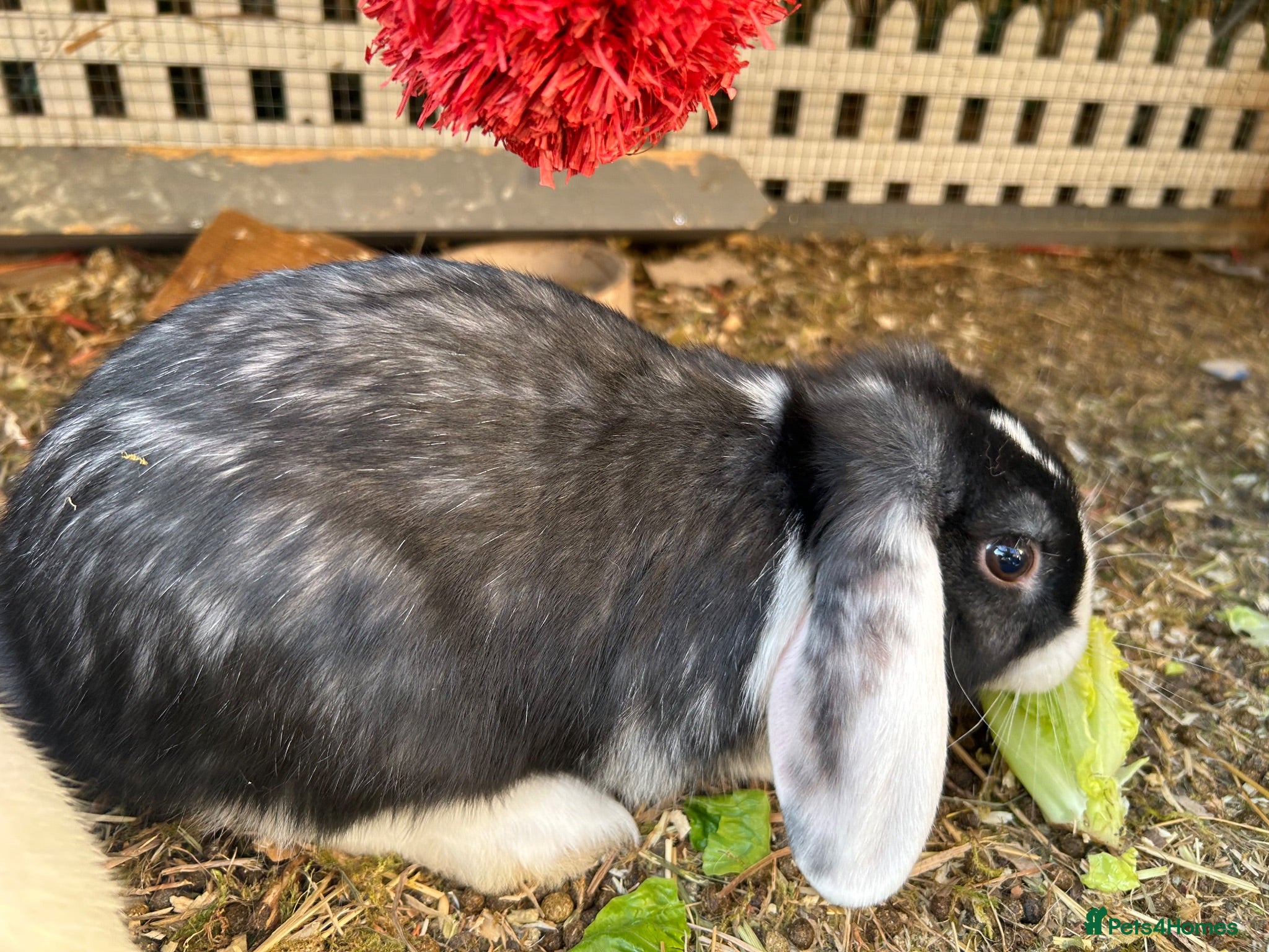 Mixed Breed rabbits Mixed breed male  - Advert 1