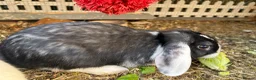 Mixed Breed rabbits for sale: Mixed breed male  - Advert 1