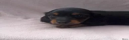 Miniature Dachshund dogs for sale: KC registered long haired miniature dachshund  - Advert 14