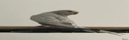 Budgerigars birds for sale: 4 beautiful budgies  in Warrington - Advert 8