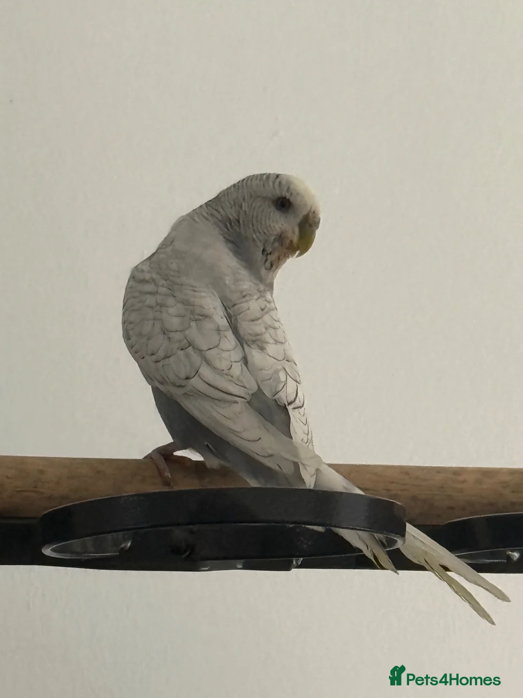 Budgerigars birds for sale: 4 beautiful budgies  in Warrington - Advert 8