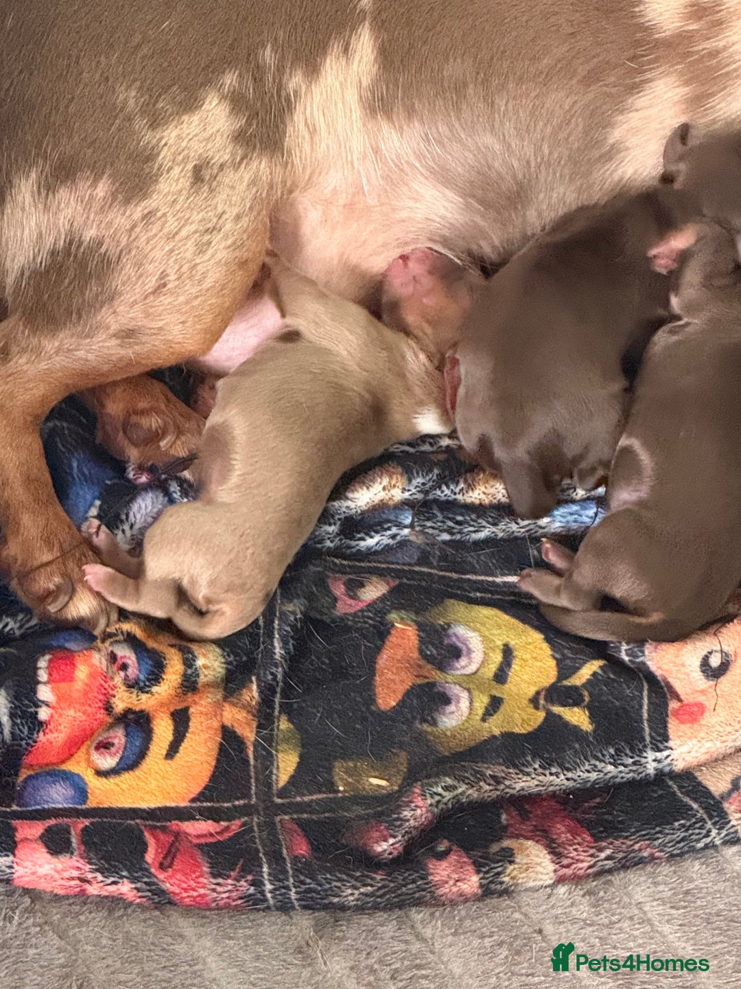 Miniature Dachshund dogs for sale: Miniture dauchshand puppies  - Image 1