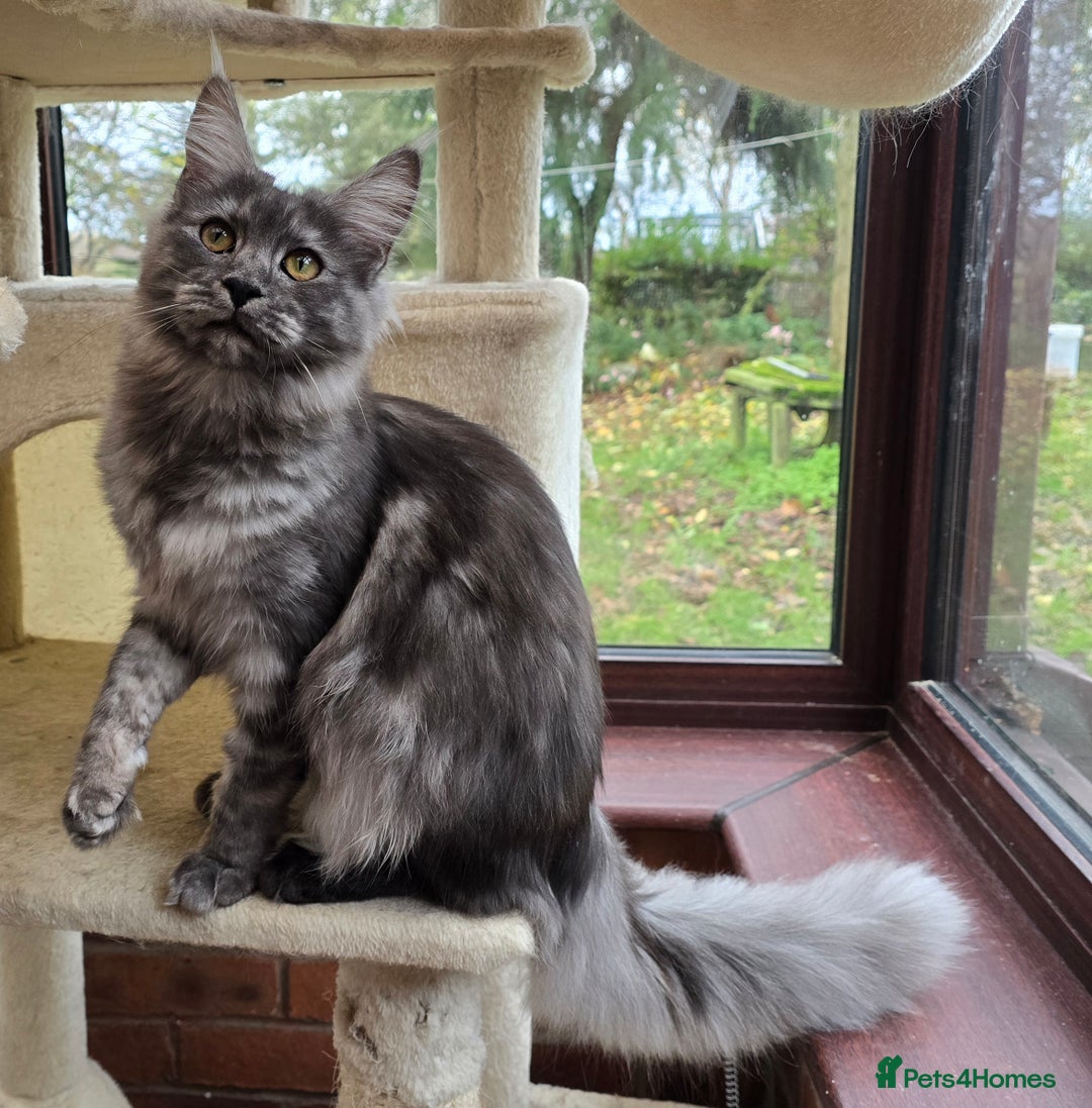 Maine Coon cats for sale: Black Smoke - Advert 5