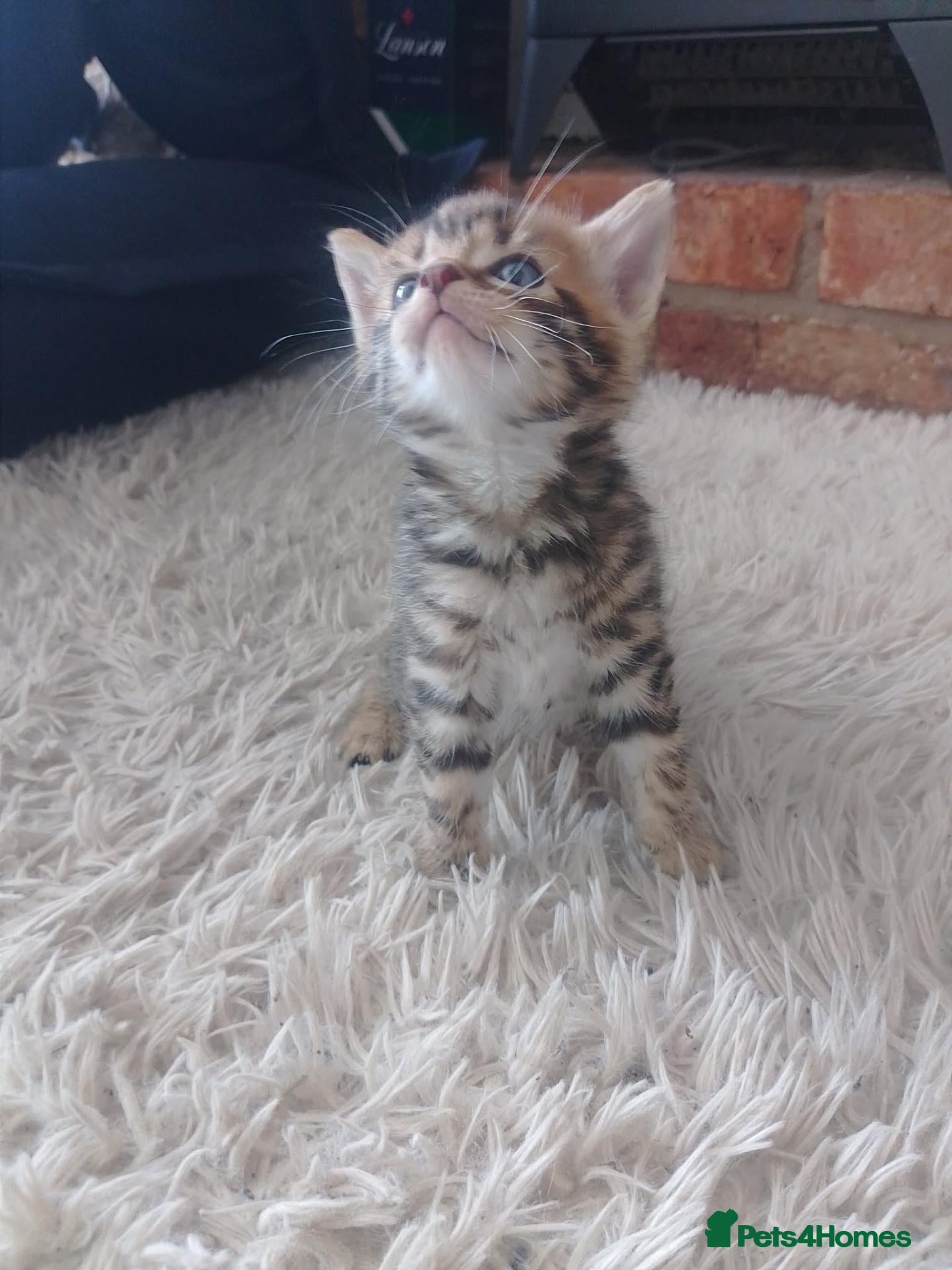 Maine Coon cats Mainecoon x bengal GIRL READY NOW  - Advert 18