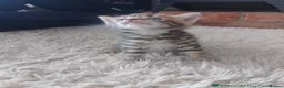 Maine Coon cats for sale: Mainecoon x bengal kittens READY NOW  - Advert 3