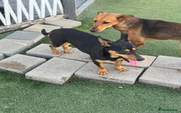 Mixed Breed dogs for adoption: Pretty Rosie is looking for love - Image 15