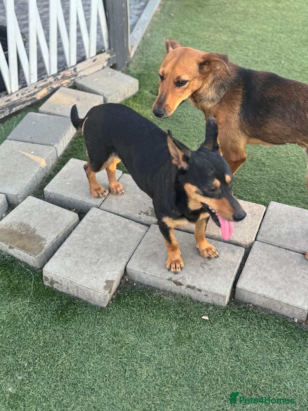 Mixed Breed dogs for adoption: Pretty Rosie is looking for love - Image 15