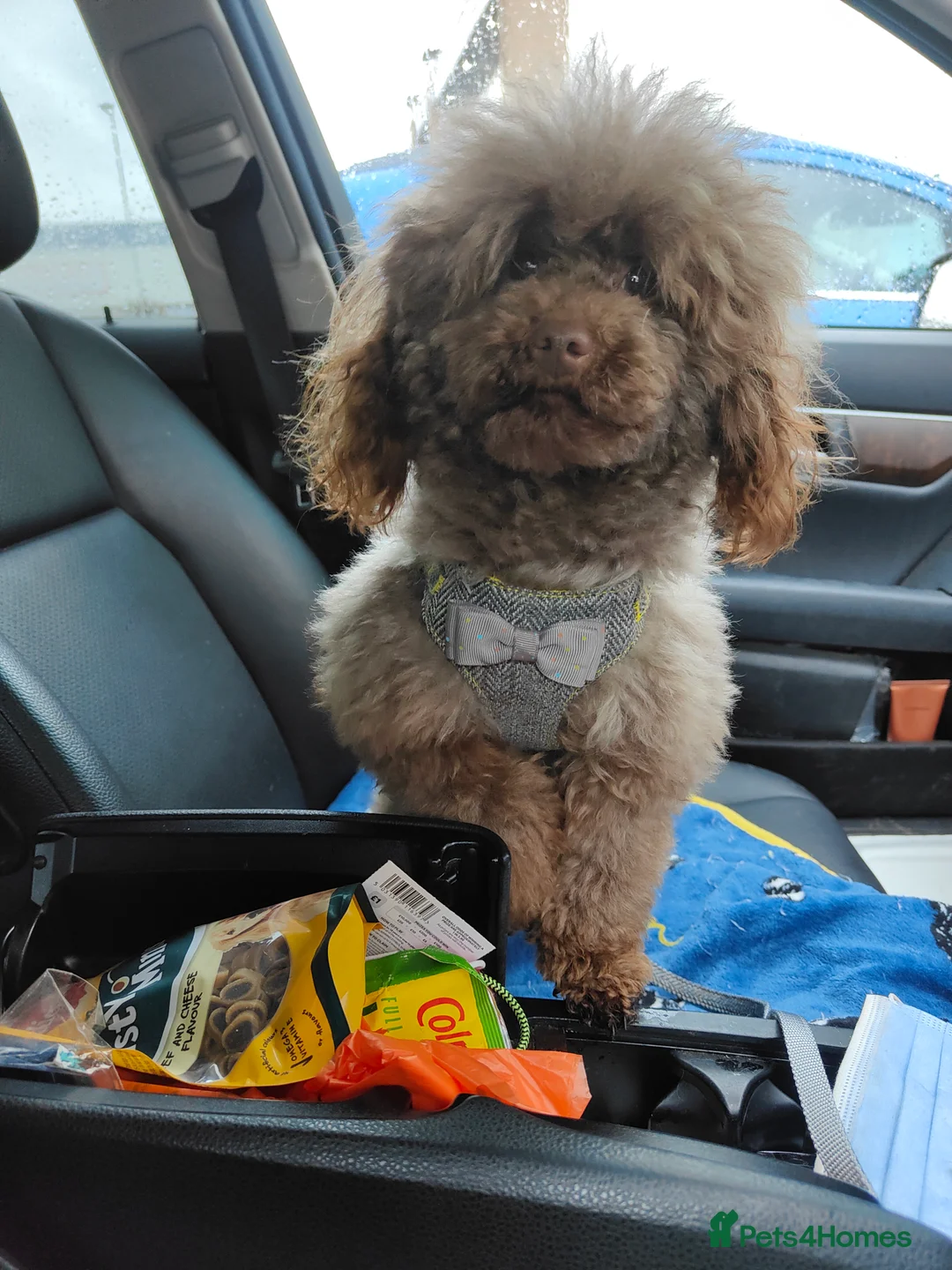 Toy Poodle dogs for stud: Stunning Chocolate Toy Poodle  in Stafford - Advert 8