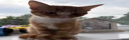Mixed Breed cats for sale: Fluffy Ginger and White Female Kitten - Advert 13