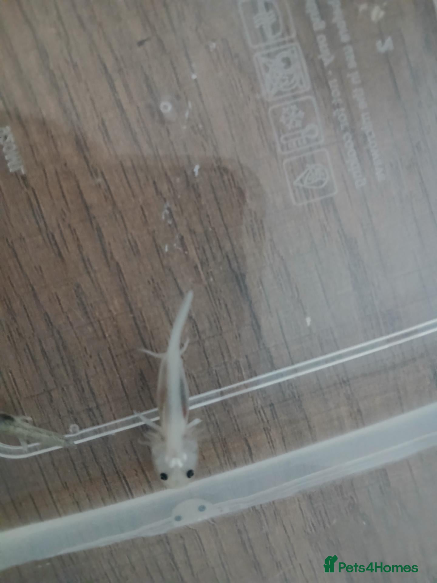 Axolotl reptiles for sale: 4 months old axolotls - Advert 1