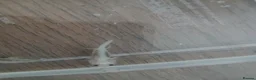 Axolotl reptiles for sale: 4 months old axolotls - Advert 1