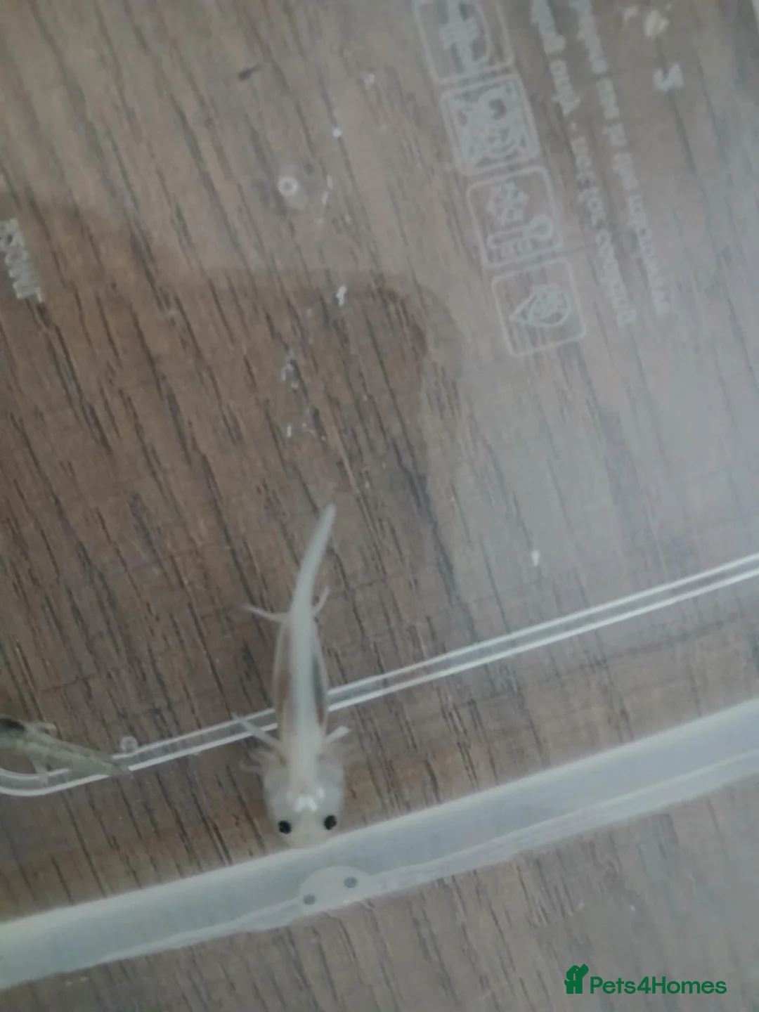 Axolotl reptiles for sale: 4 months old axolotls - Advert 1