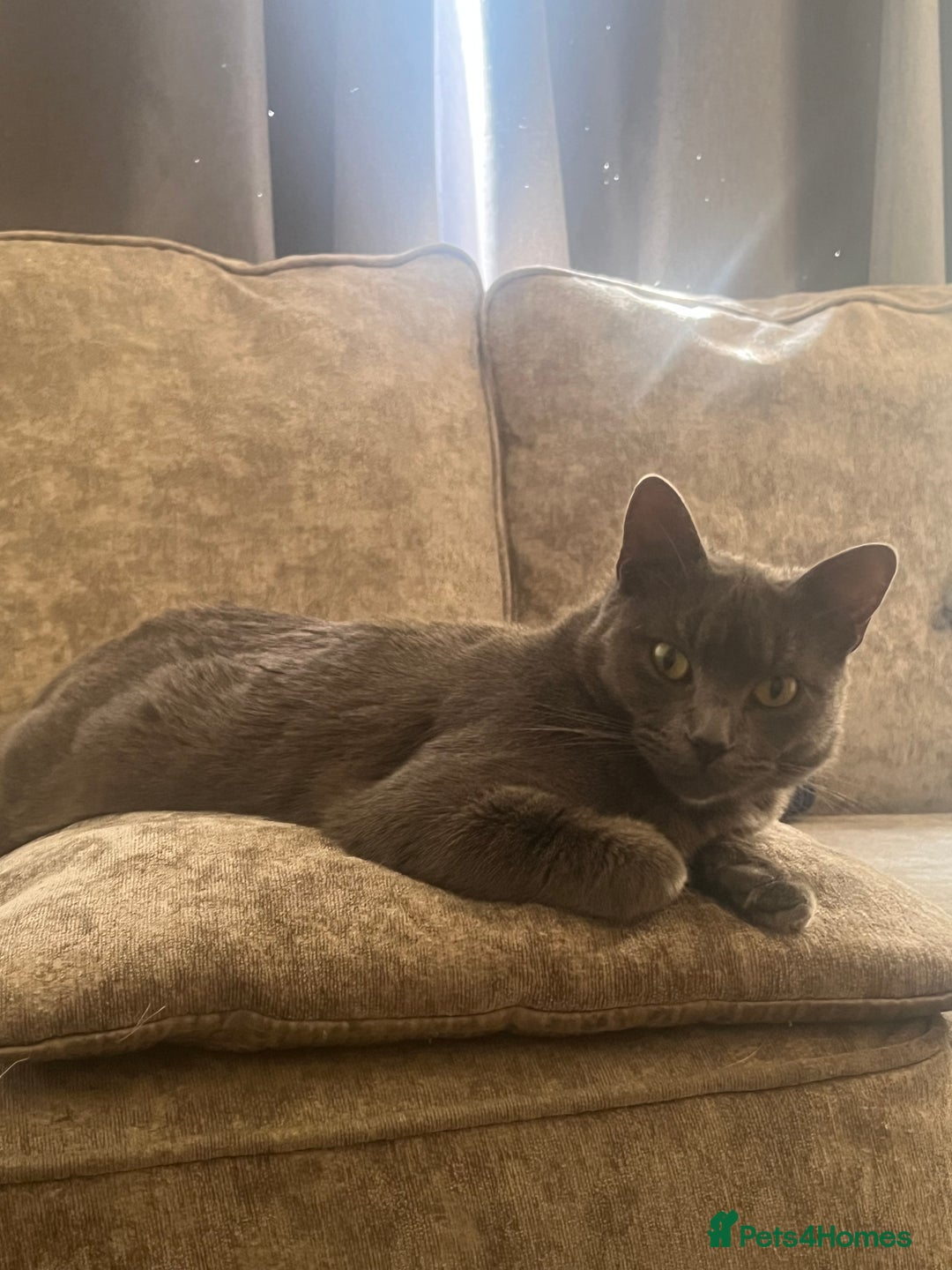 Mixed Breed cats for sale: 1 year old cat  in Norwich - Image 1