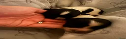 English Springer Spaniel dogs for sale: KC Registered Spring Spaniels - Advert 16