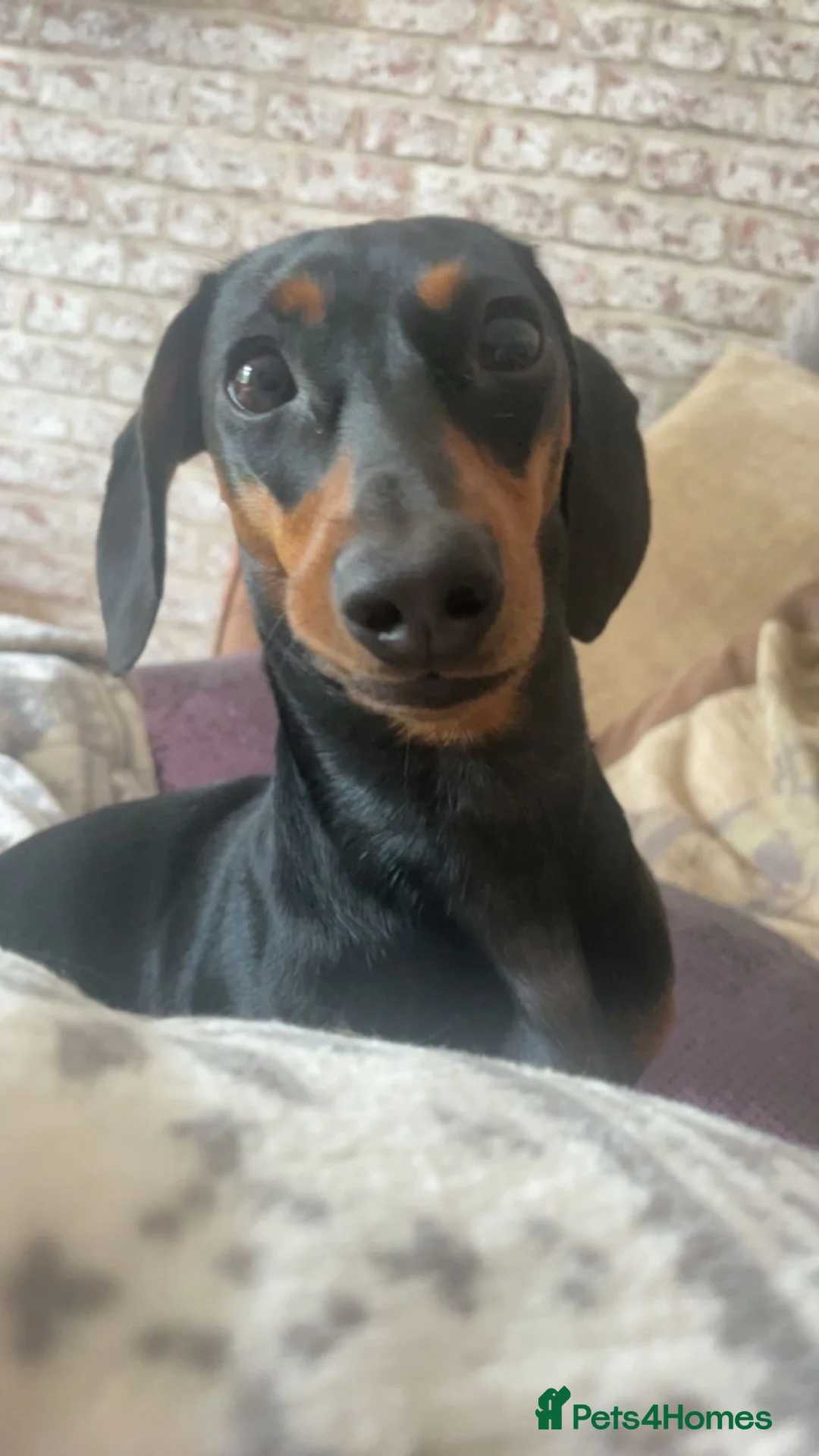 Miniature Dachshund dogs for sale: miniature dachshund - Advert 2