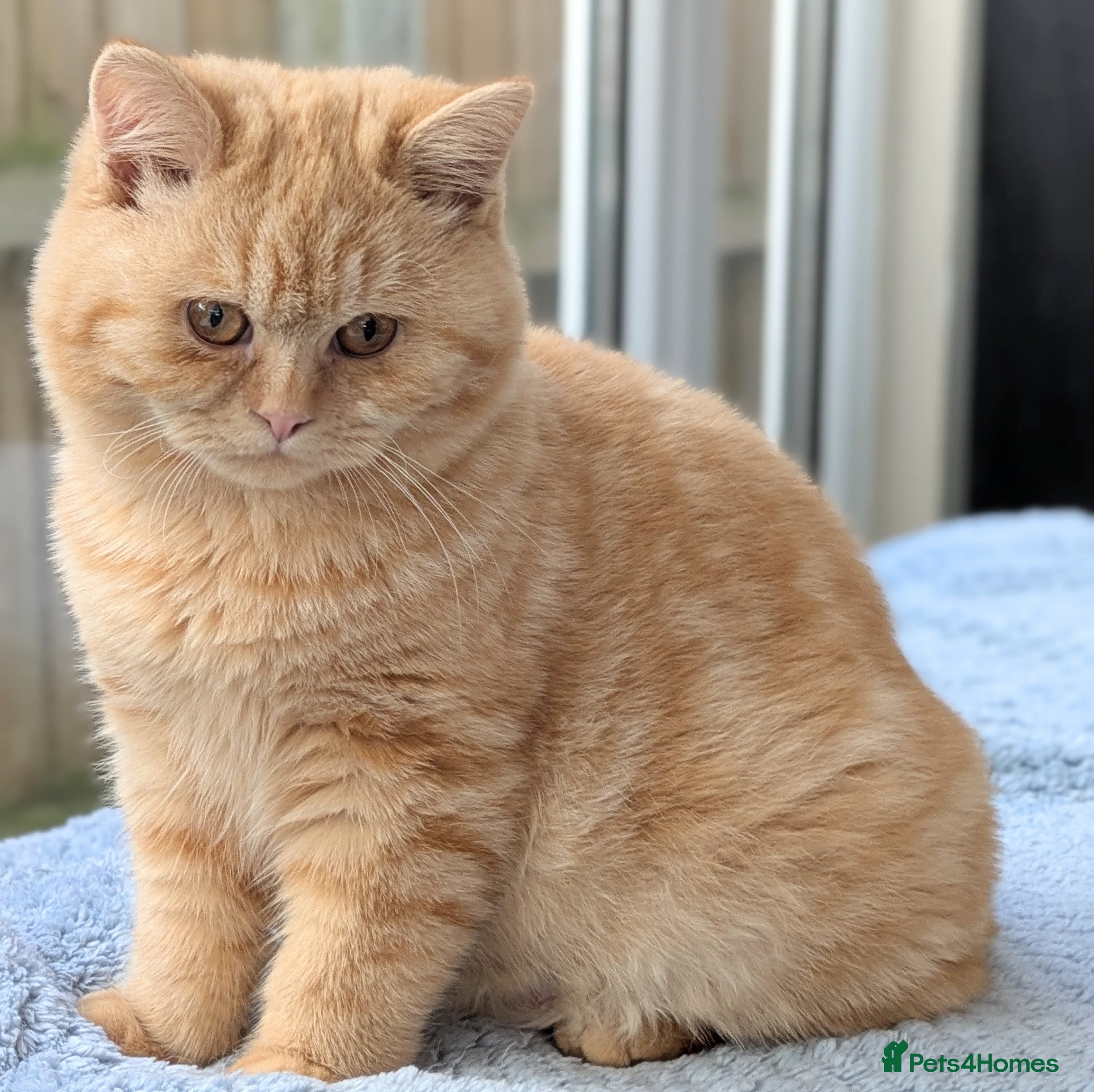 British Shorthair cats Gccf registered British shorthair kittens  - Advert 13