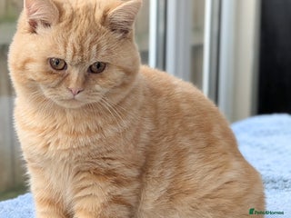 British Shorthair cats Gccf registered British shorthair kittens - Advert 13