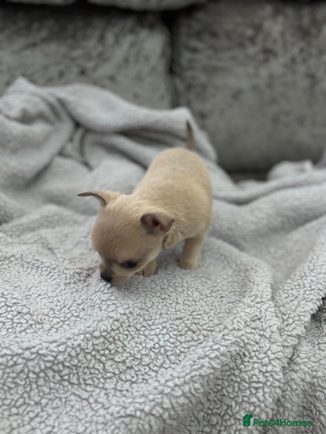 Chihuahua dogs for sale: KCREG Long/Shorthair chihuahua Champ/russian Lines - Advert 26