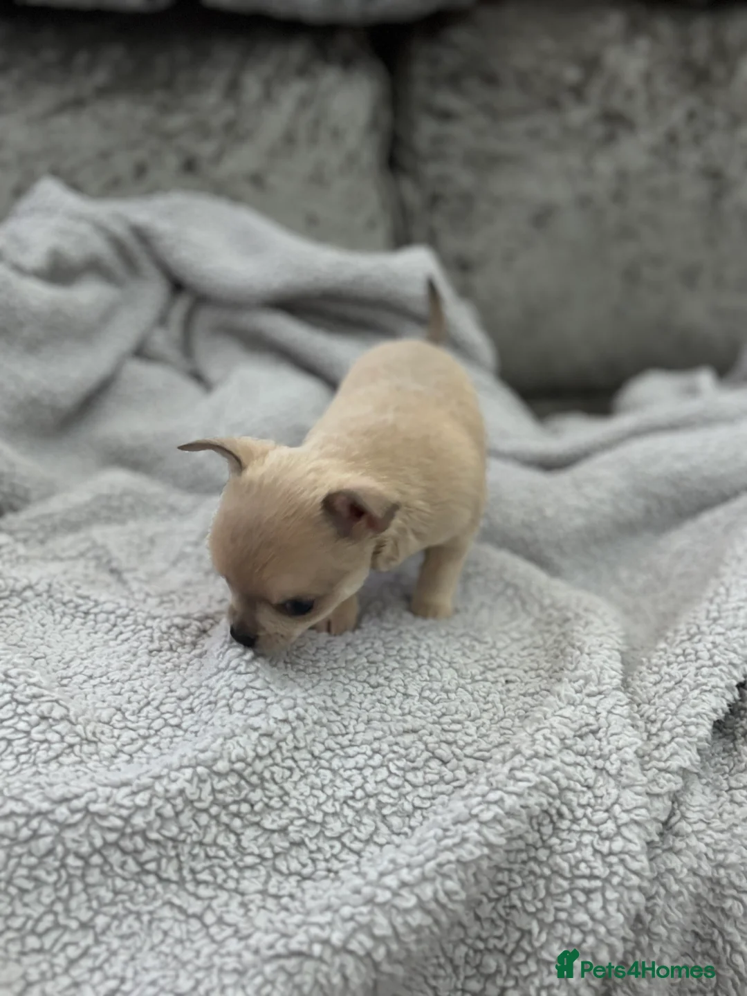 Chihuahua dogs for sale: Last boy KC REG chihuahua Champ/russian READY NOW - Advert 20