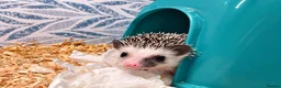 Pygmy Hedgehog rodents for sale: Baby African Pygmy Hedgehogs -FEMALE - Advert 3
