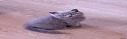 Brazilian Shorthair cats for sale: Adorable British Shorthair Kittens – - Advert 9