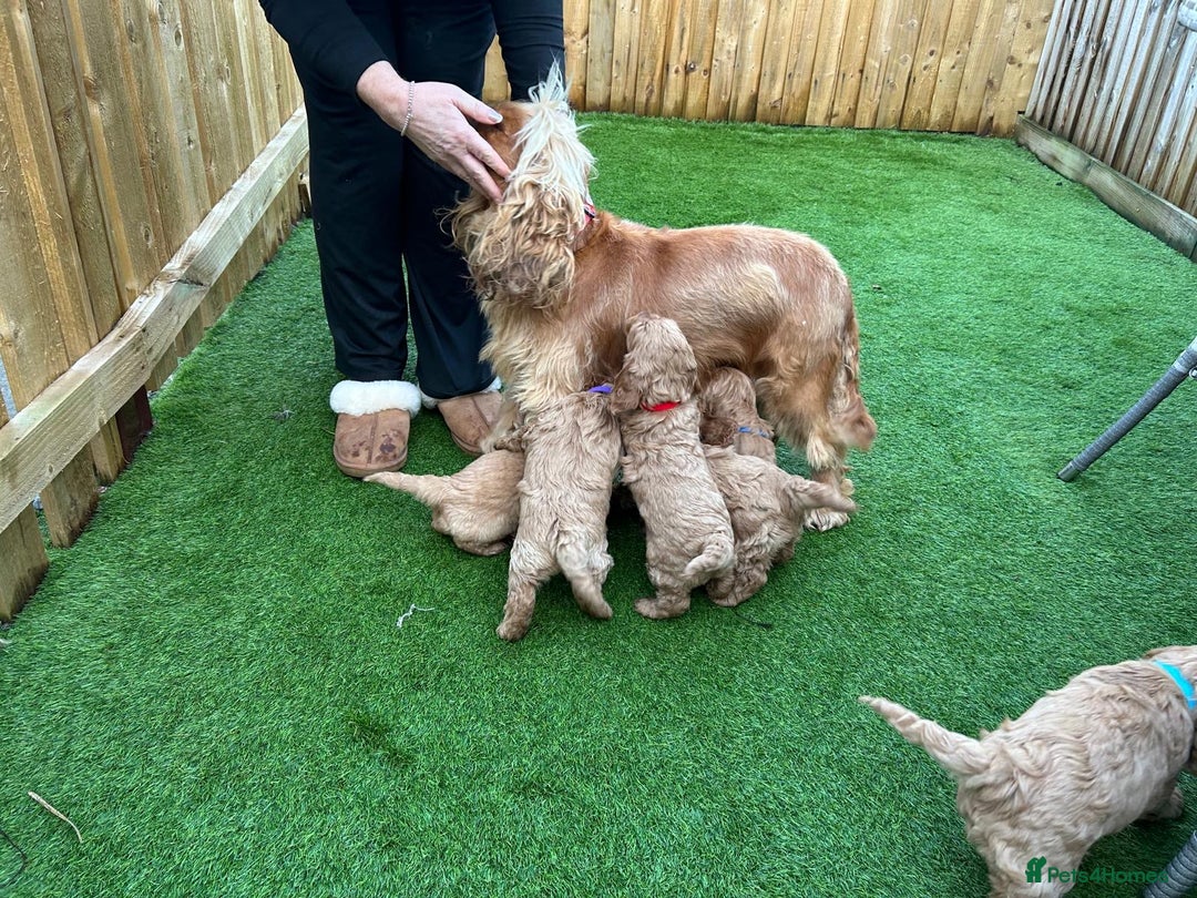 Cockapoo dogs for sale: F1 Miniature Cockapoo  - Advert 18