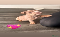 English Bulldog dogs for sale: English Bulldog pups - Advert 6