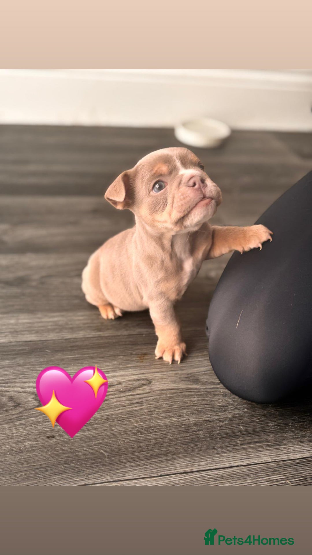 English Bulldog dogs for sale: English Bulldog pups - Advert 6