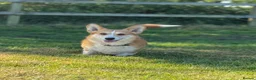 Welsh Corgi Cardigan dogs for stud: Beautiful KC Corgi Stud  - Advert 1