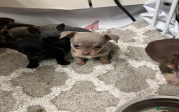 Chihuahua dogs for sale: Chihuahua teacups - Image 11