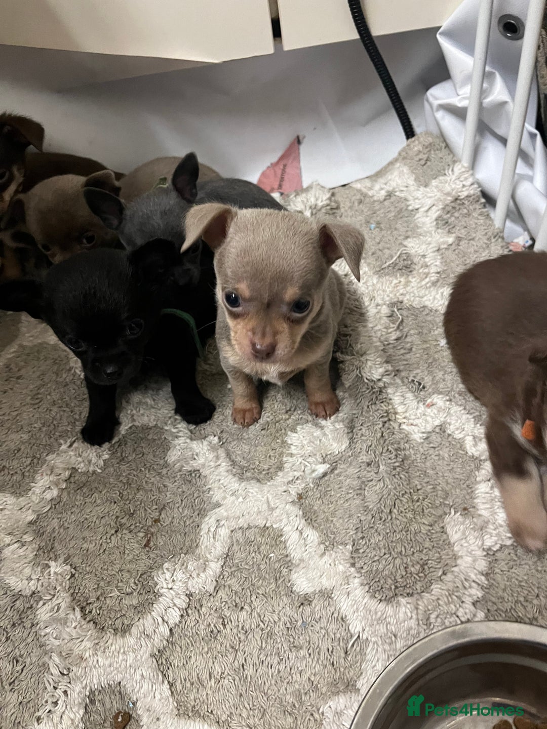 Chihuahua dogs for sale: Chihuahua teacups - Image 11