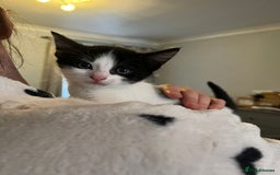 Domestic Shorthair cats for sale: 8 week old kittens - Image 8
